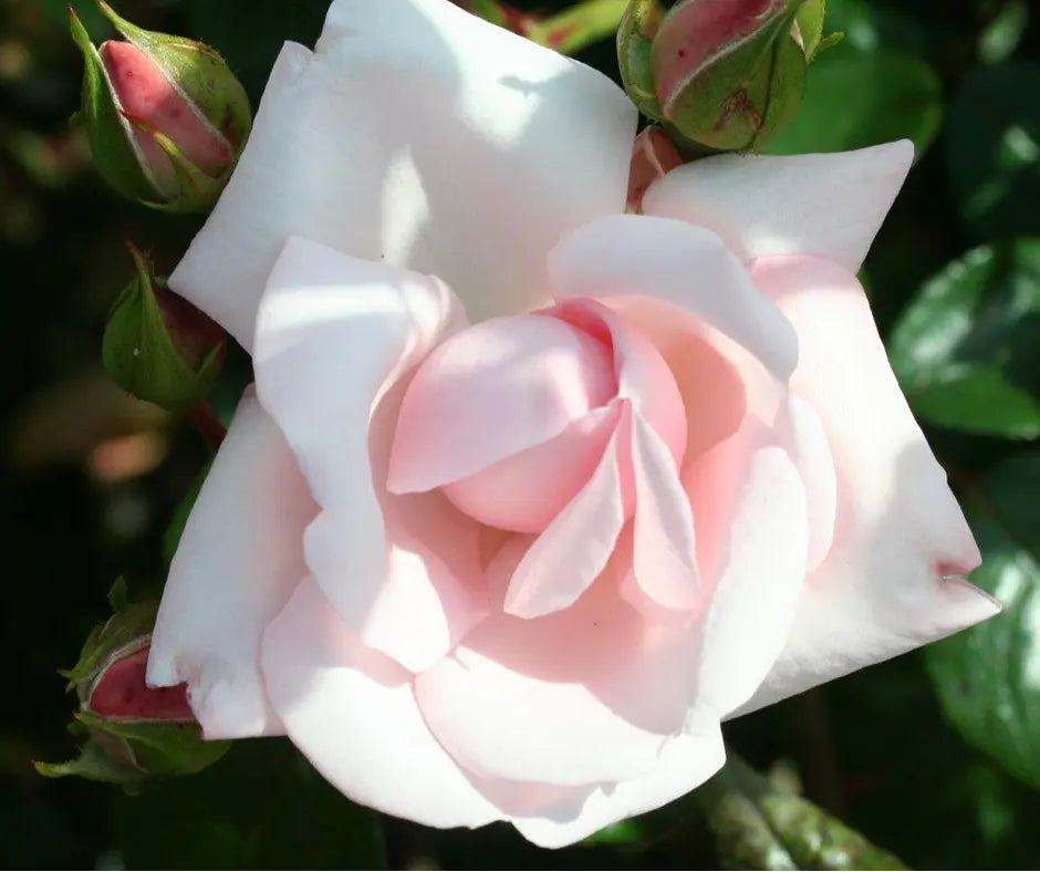 Rose 'New Dawn' - Climber