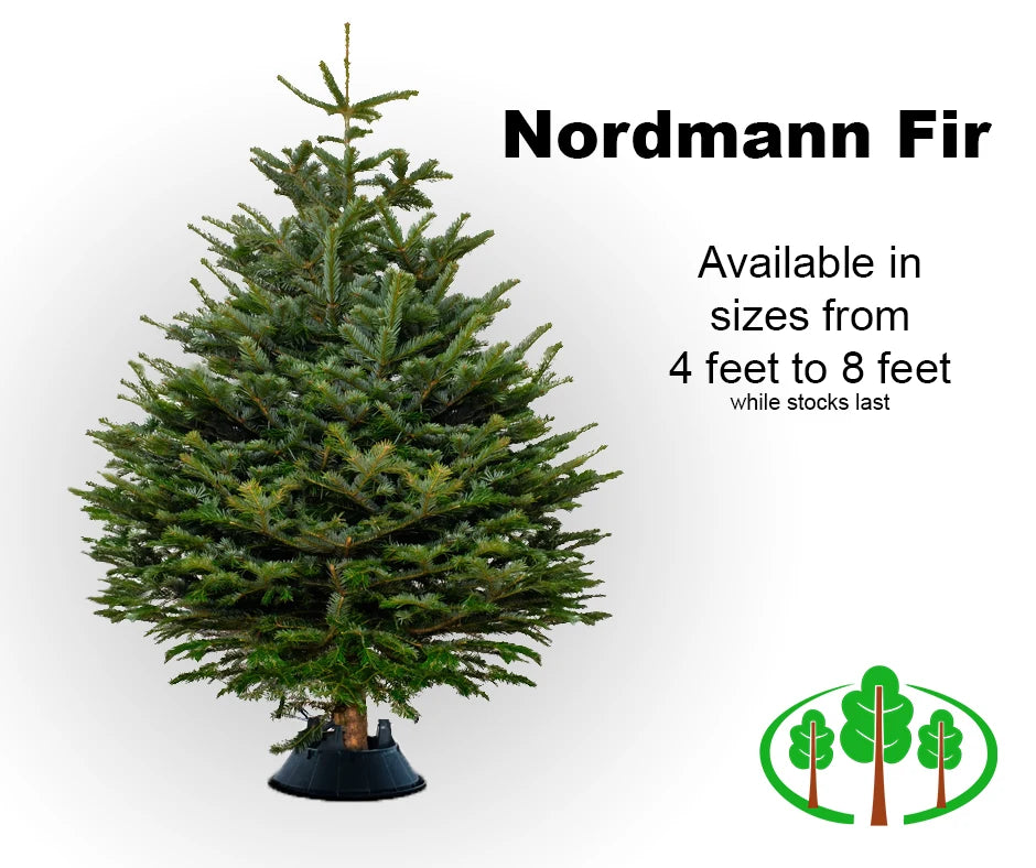 5' Nordmann Fir