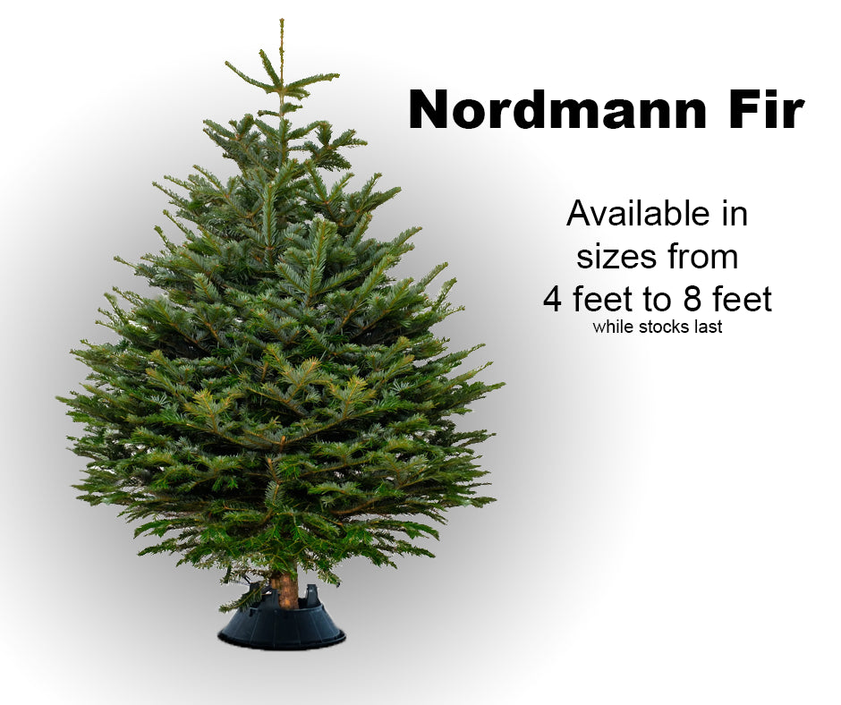 4' Nordmann Fir