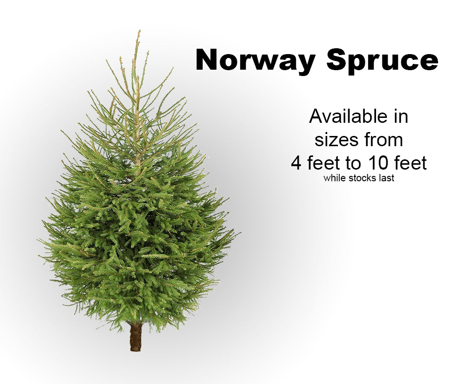 7' Norway Spruce