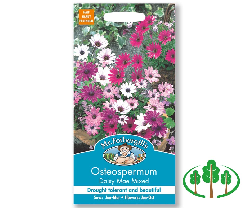 OSTEOSPERMUM Daisy Mae Mixed