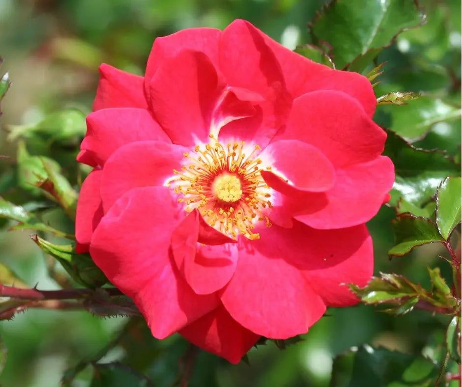 Rose 'Olympic Flame' - Climber