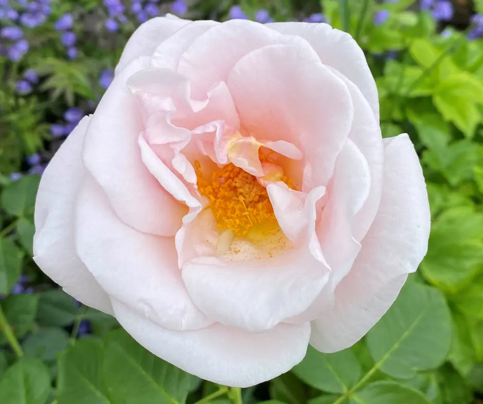 Rose 'Oxford Physic Rose' - Shrub Rose