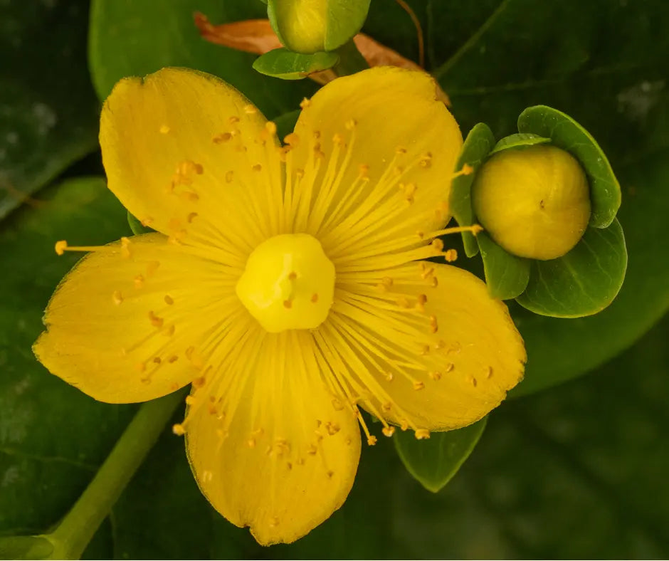 Hypericum 'Miracle Blizz'