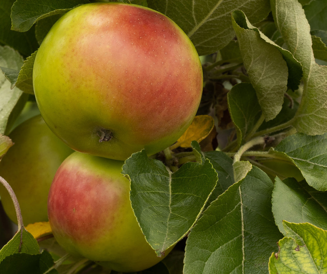 Malus 'Patio Apple'