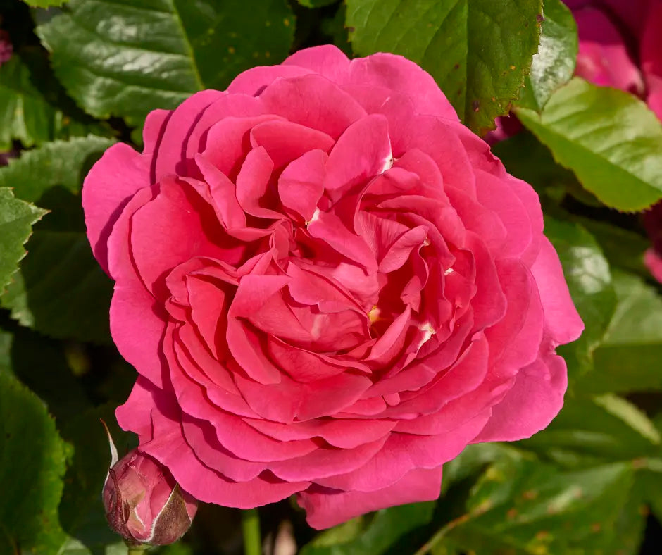 Rose 'Pasillo™' - Courtyard® Climber