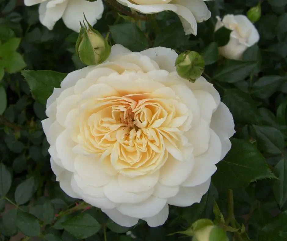Rose 'Queen's Jubilee Rose' - Shrub Rose