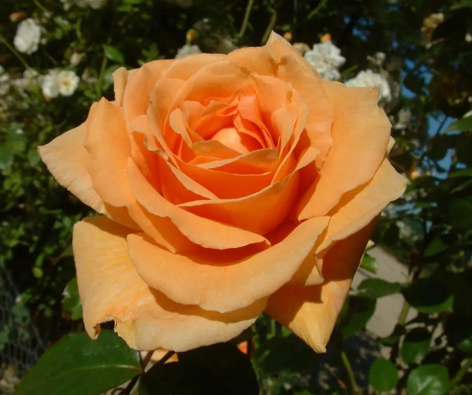 Rose 'Raymond Carver' - Shrub Rose