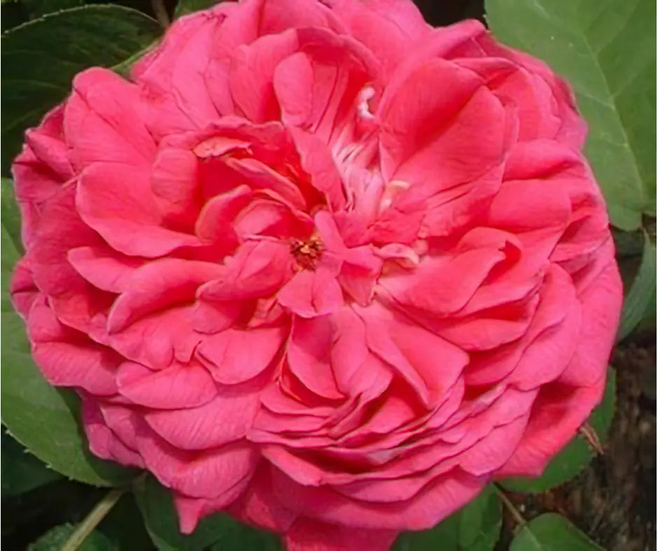 Rose 'Rose De Rescht' - Shrub Rose