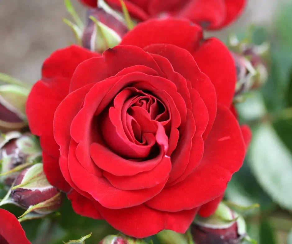 Rose 'Ruby Romance' - Patio Standard