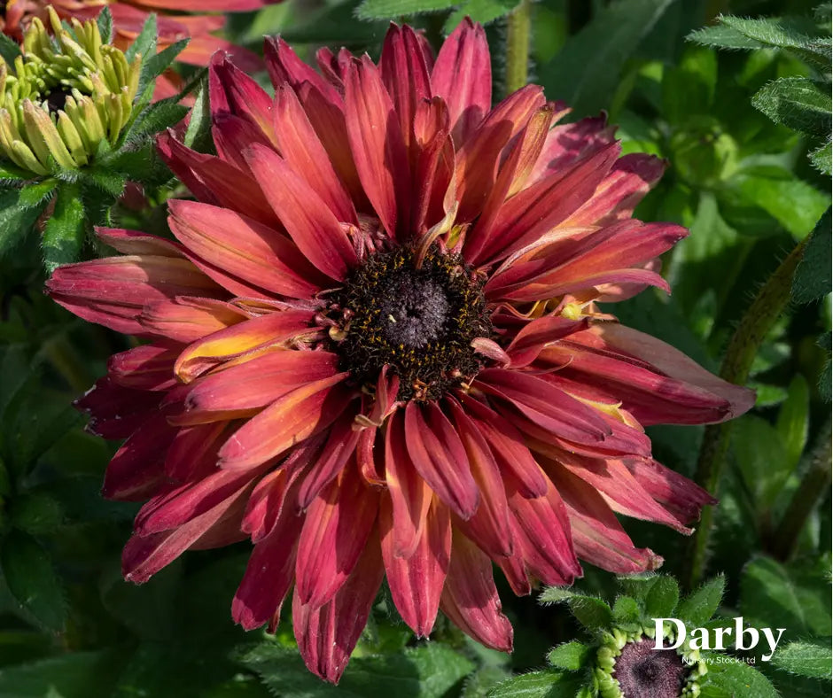 Rudbeckia 'Rudy Double Rose Yellow'