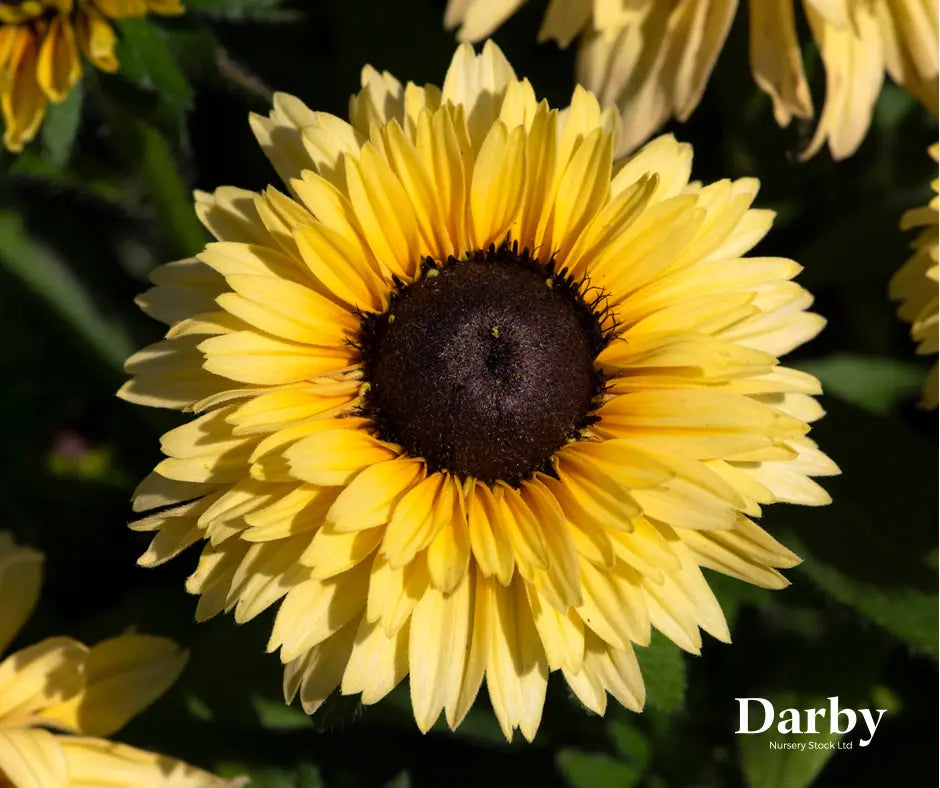 Rudbeckia 'Rudy Double Yellow Lemon'