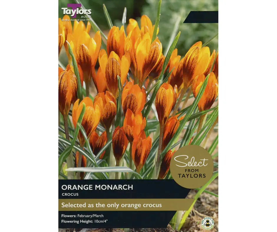 Crocus 'Orange Monarch'