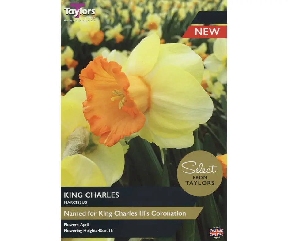 Narcissus 'King Charles'