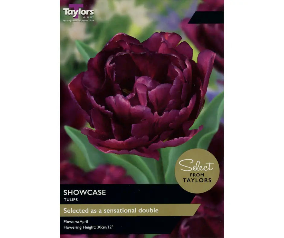 Tulip 'Showcase'