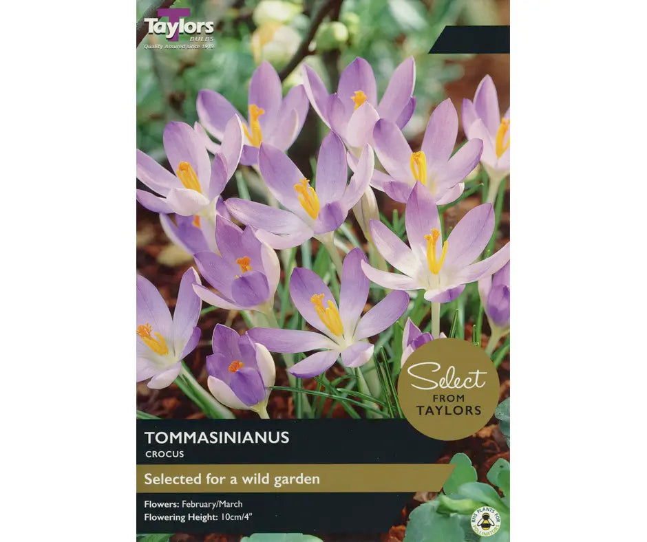 Crocus tommasinianus