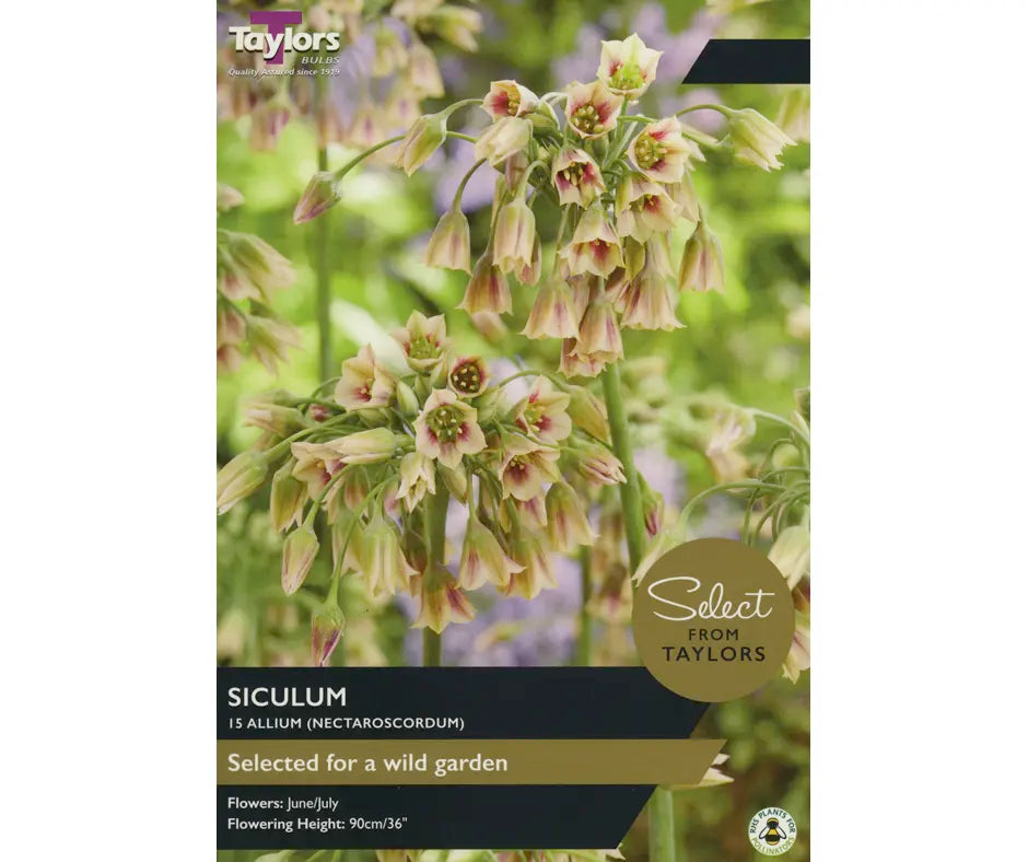 Allium siculum