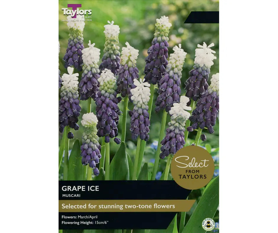 Muscari 'Grape Ice'