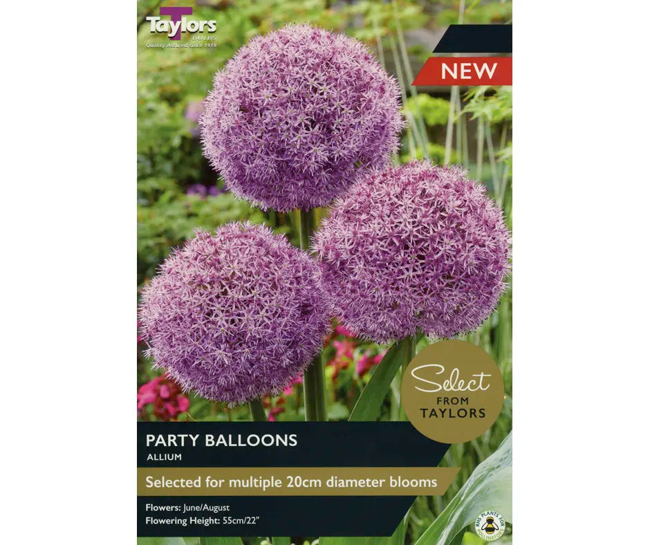 Allium 'Party Balloons'