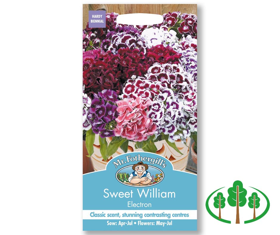 SWEET WILLIAM Electron