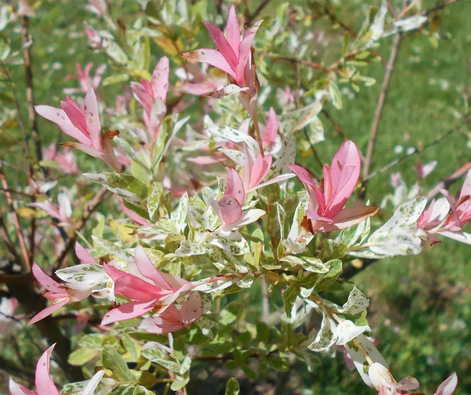 Salix integra 'Hakuro-nishiki'