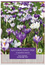 Load image into Gallery viewer, Crocus &#39;Naturalising Mix&#39; - Buy One Get One FREE
