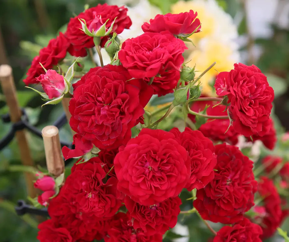 Rose 'Siluetta Crimson' - Rambler