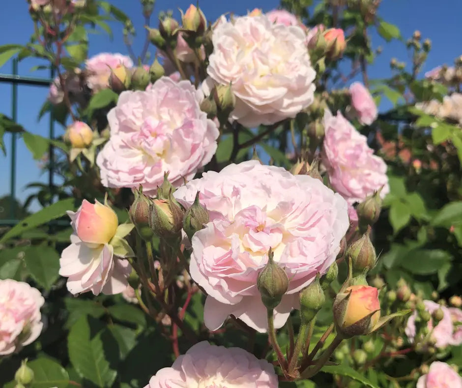 Rose 'Siluetta Romantic' - Rambler