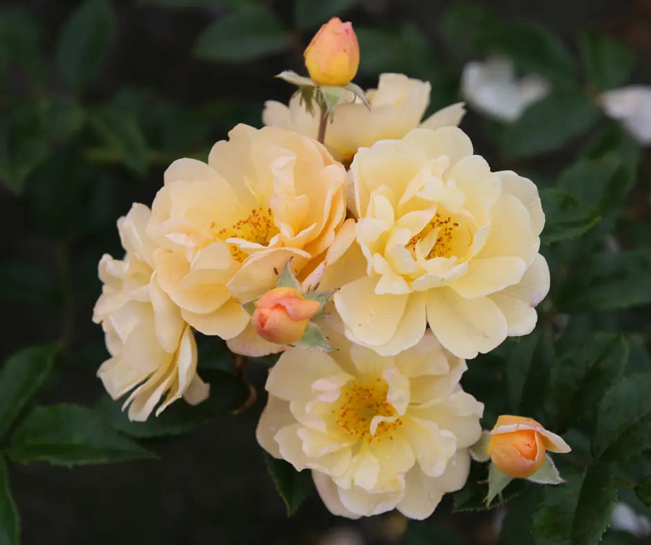 Rose 'Siluetta Sunny' - Rambler