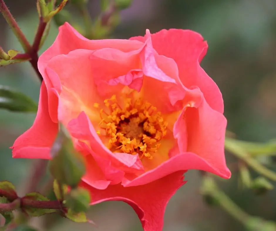 Rose 'Summer Wine' - Climber