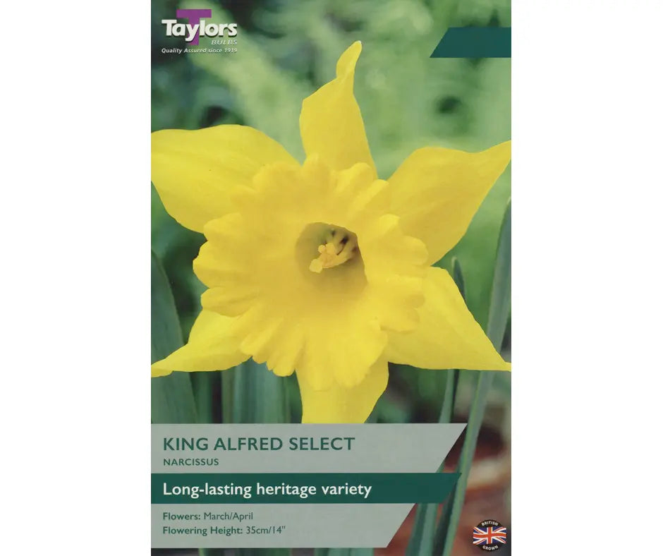 Narcissus 'King Alfred Select'