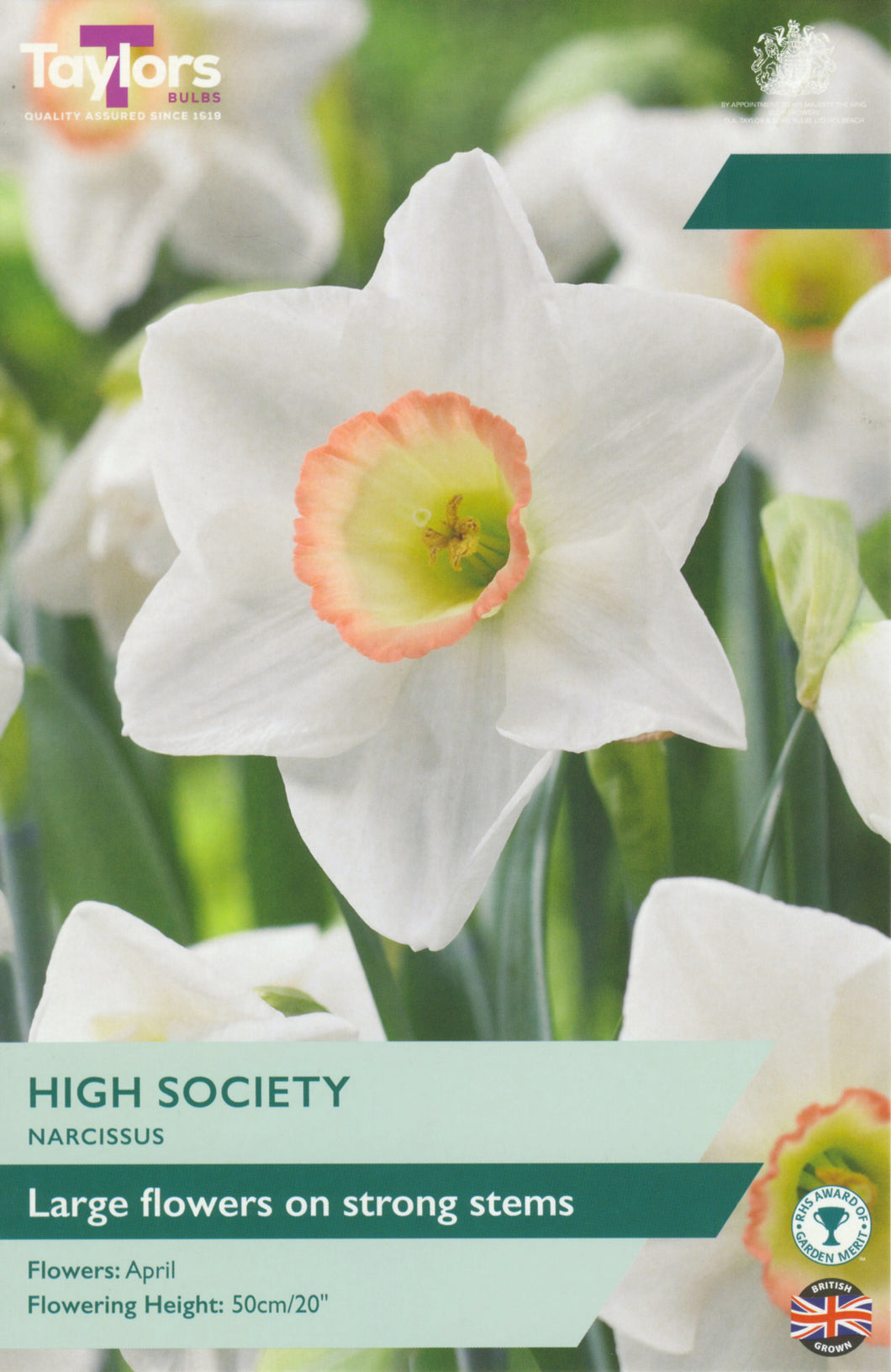 Narcissus High Society