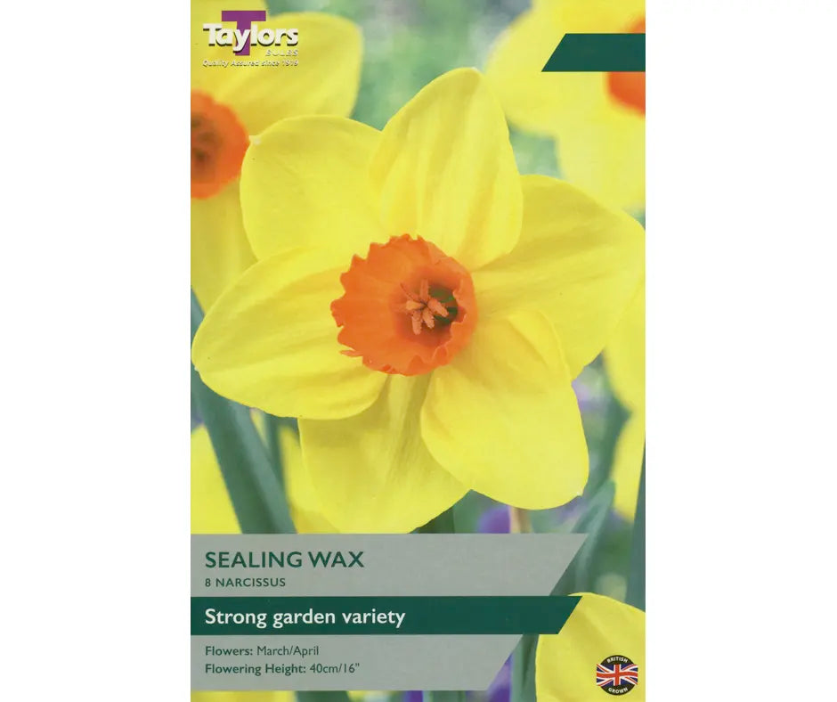 Narcissus 'Sealing Wax'