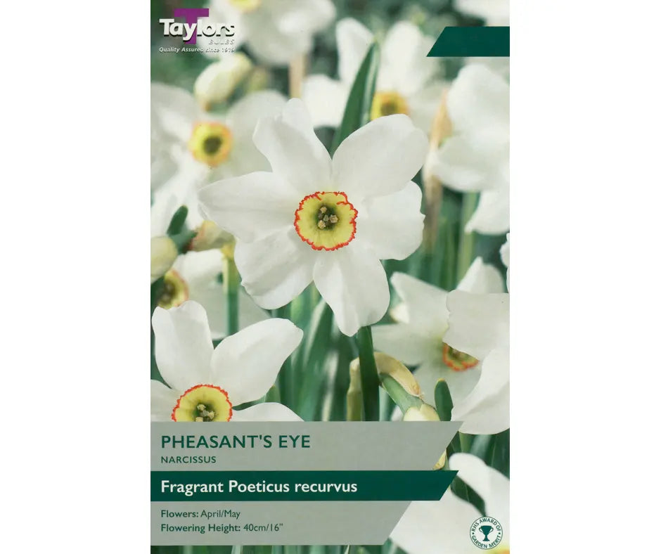 Narcissus 'Pheasant's Eye '