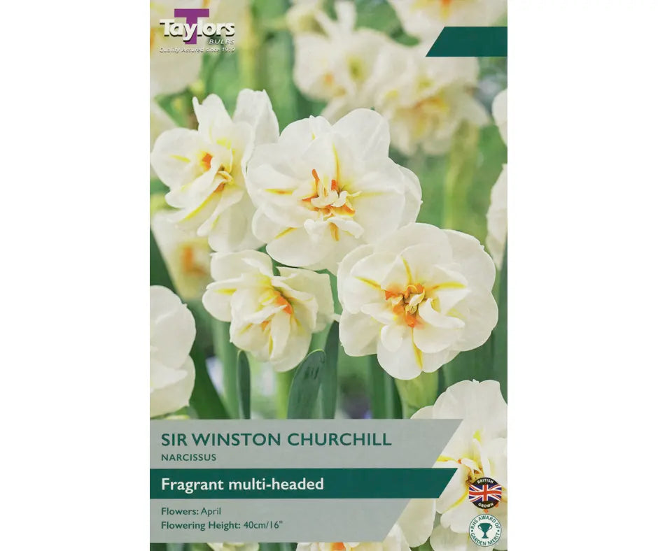 Narcissus 'Sir Winston Churchill'