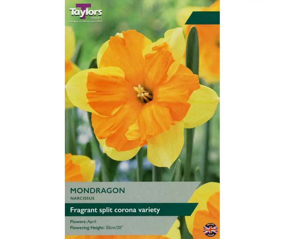 Narcissus 'Mondragon'