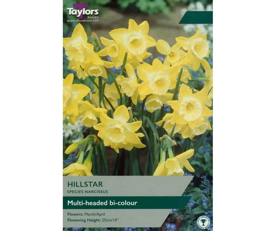 Narcissus 'Hillstar'