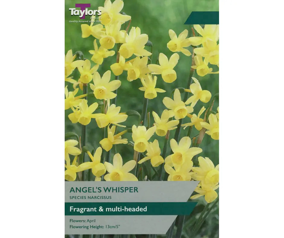 Narcissus 'Angels Whisper'