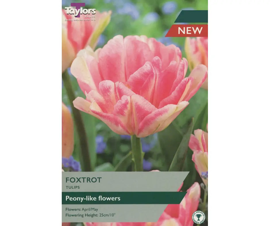 Tulip 'Foxtrot'