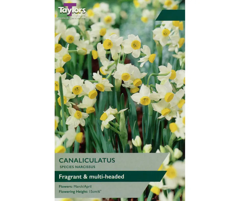 Narcissus canaliculatus – Torwood Garden Centre