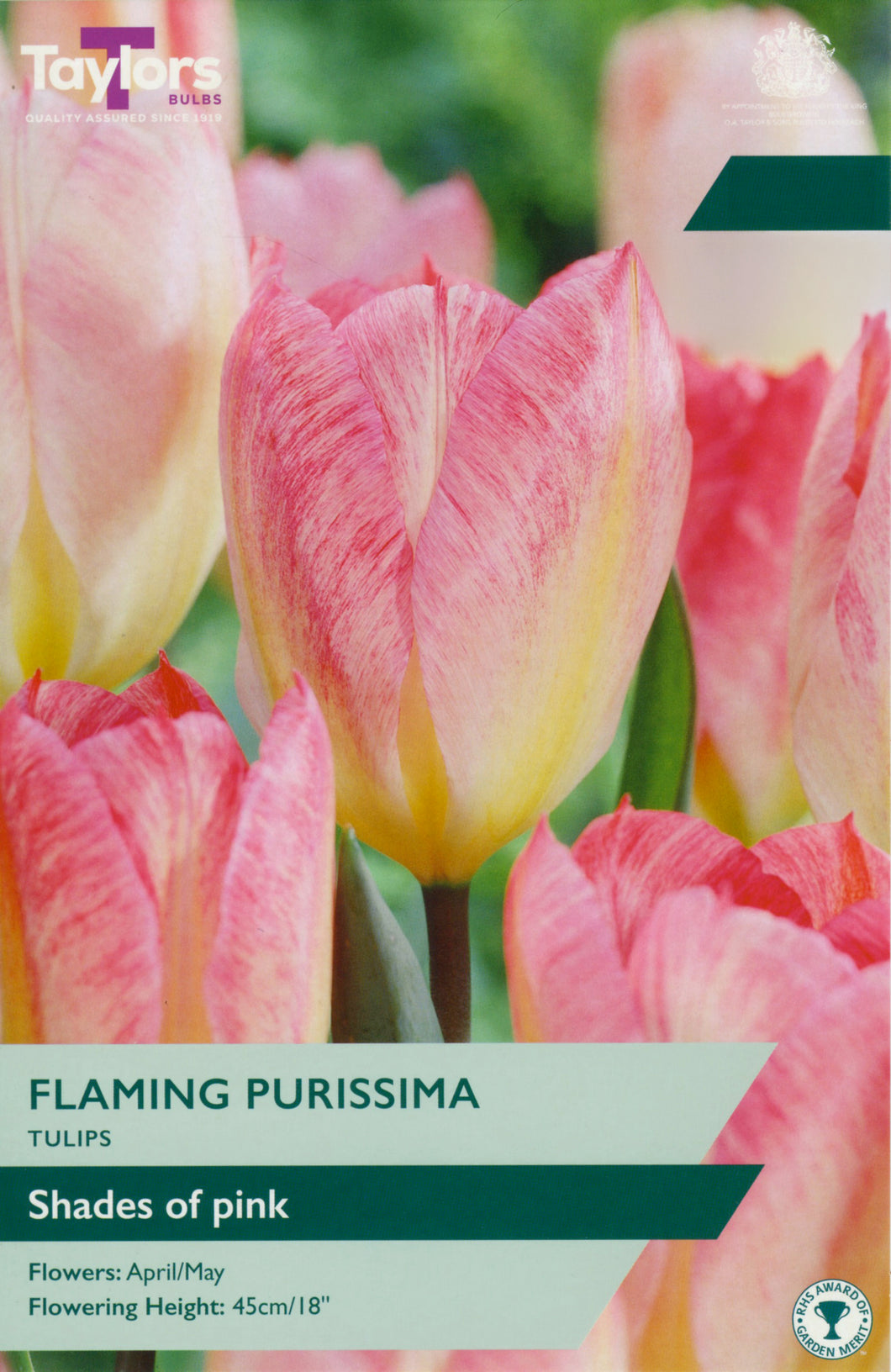 Tulip Flaming Purissima