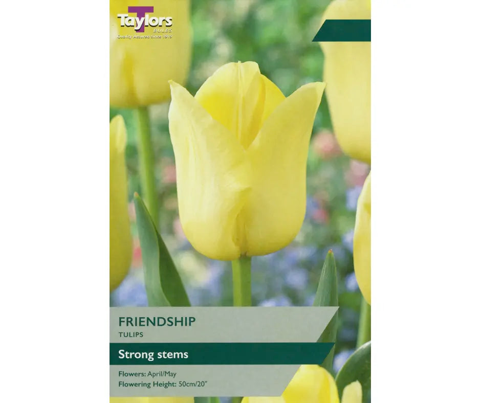 Tulip 'Friendship'