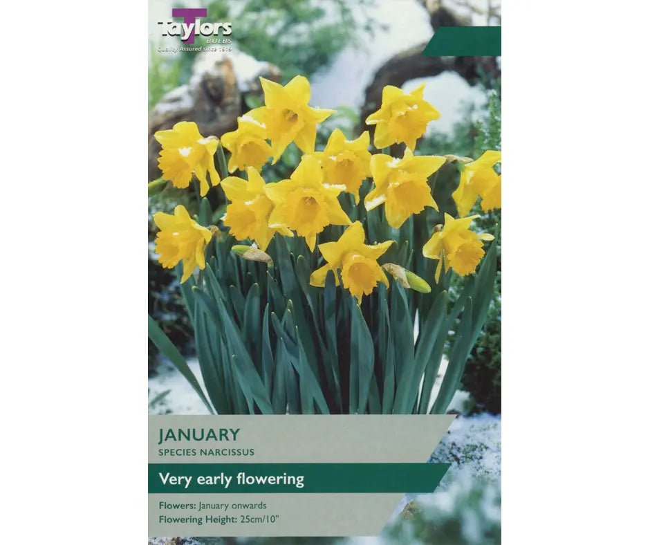 Narcissus 'January'