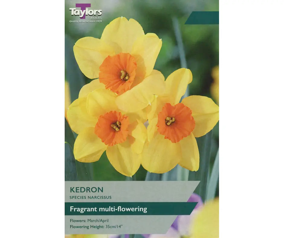 Narcissus 'Kedron'