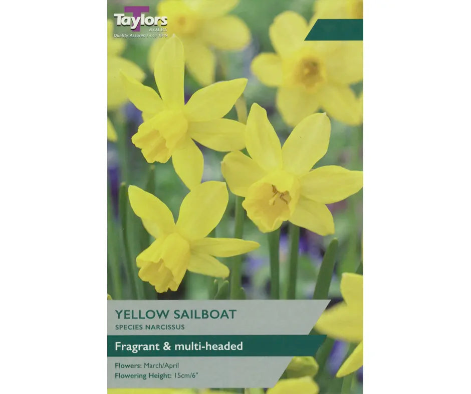 Narcissus 'Yellow Sailboat'