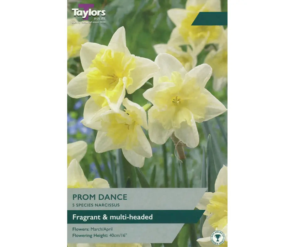 Narcissus 'Prom Dance'