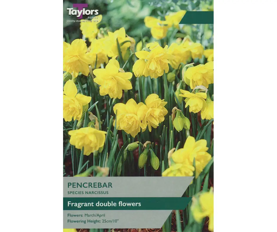 Narcissus 'Pencrebar'