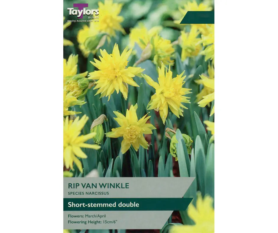 Narcissus 'Rip Van Winkle'