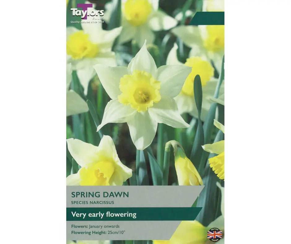 Narcissus 'Spring Dawn'