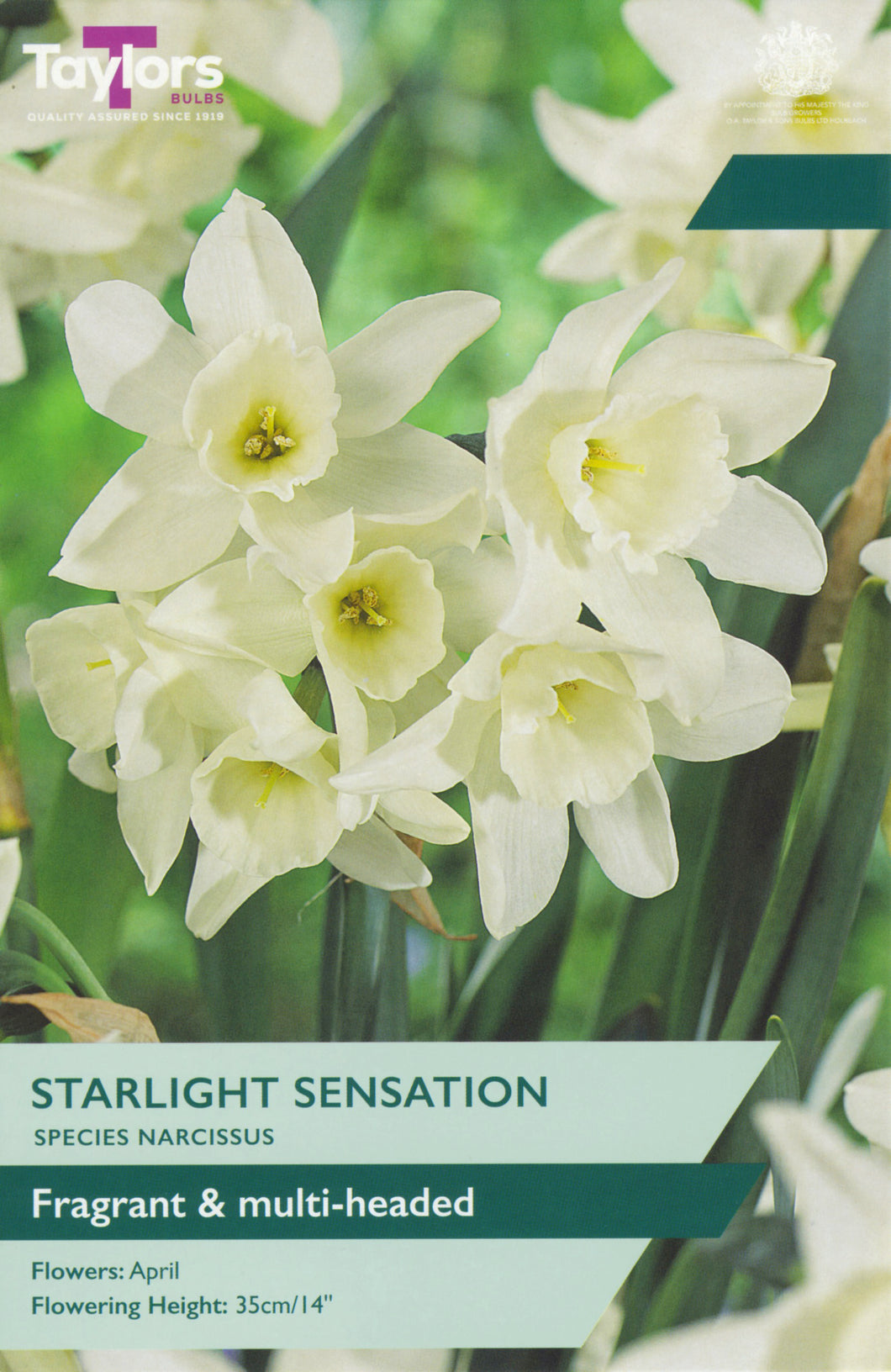 Narcissus Moonlight Sensation